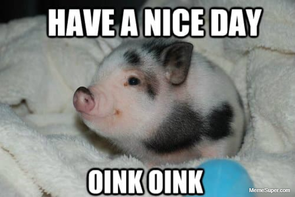 Oink! Oink!